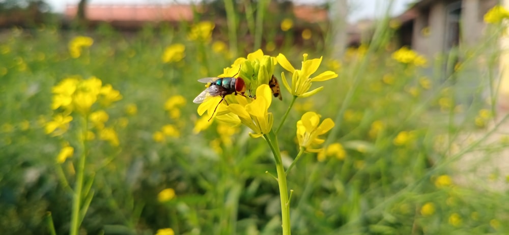 black and red fly perched on yellow flower during daytime