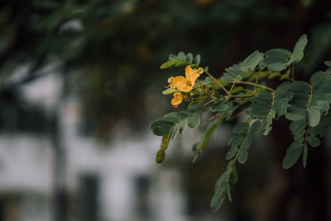 yellow flower in tilt shift lens