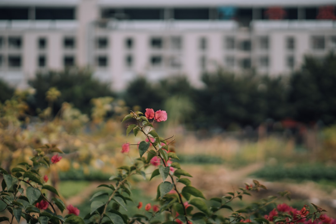 red and yellow flower in tilt shift lens