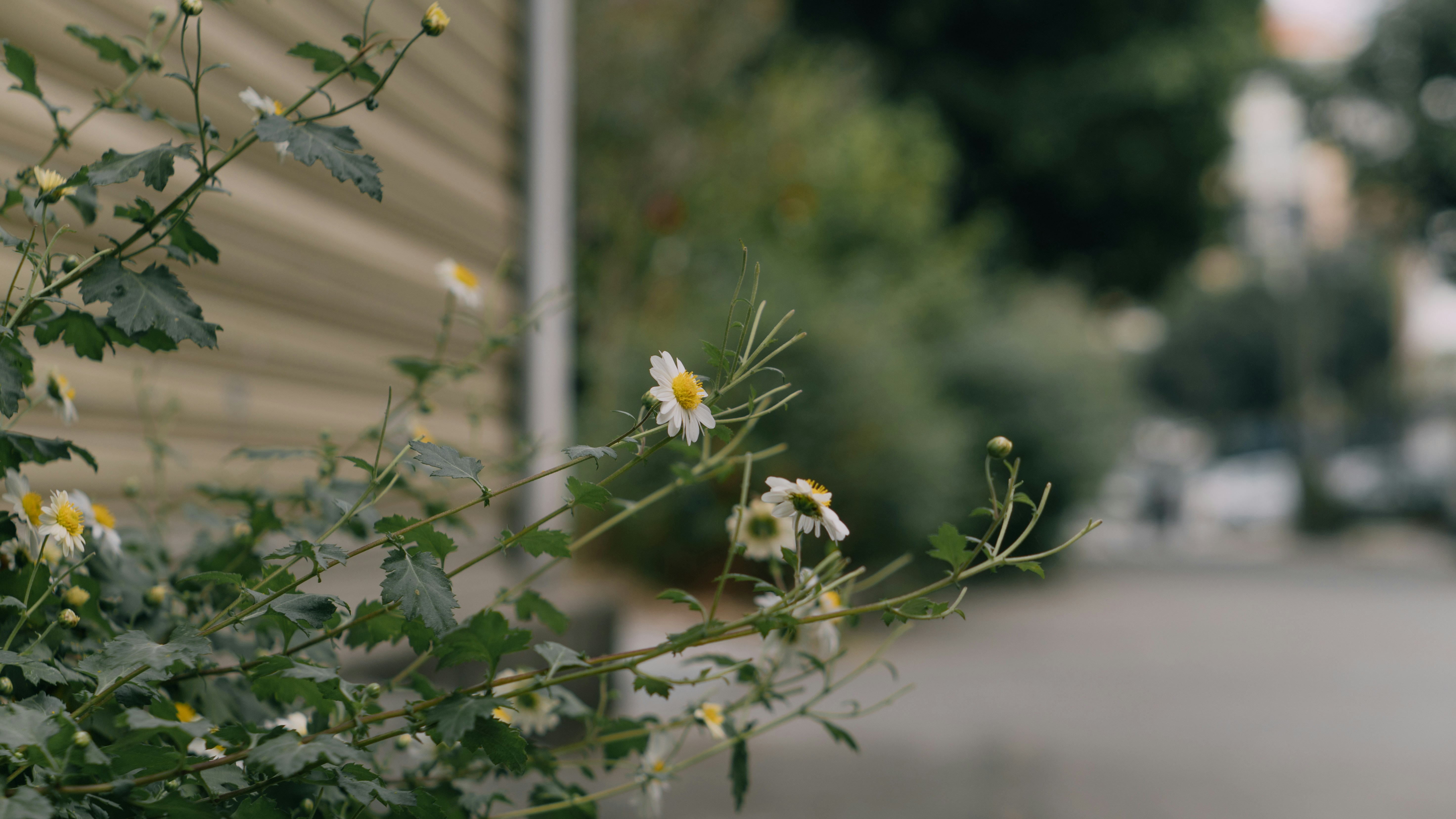 white and yellow flowers in tilt shift lens