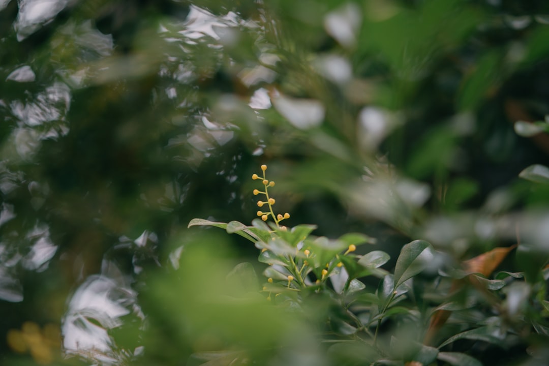 yellow and black caterpillar on green plant stem