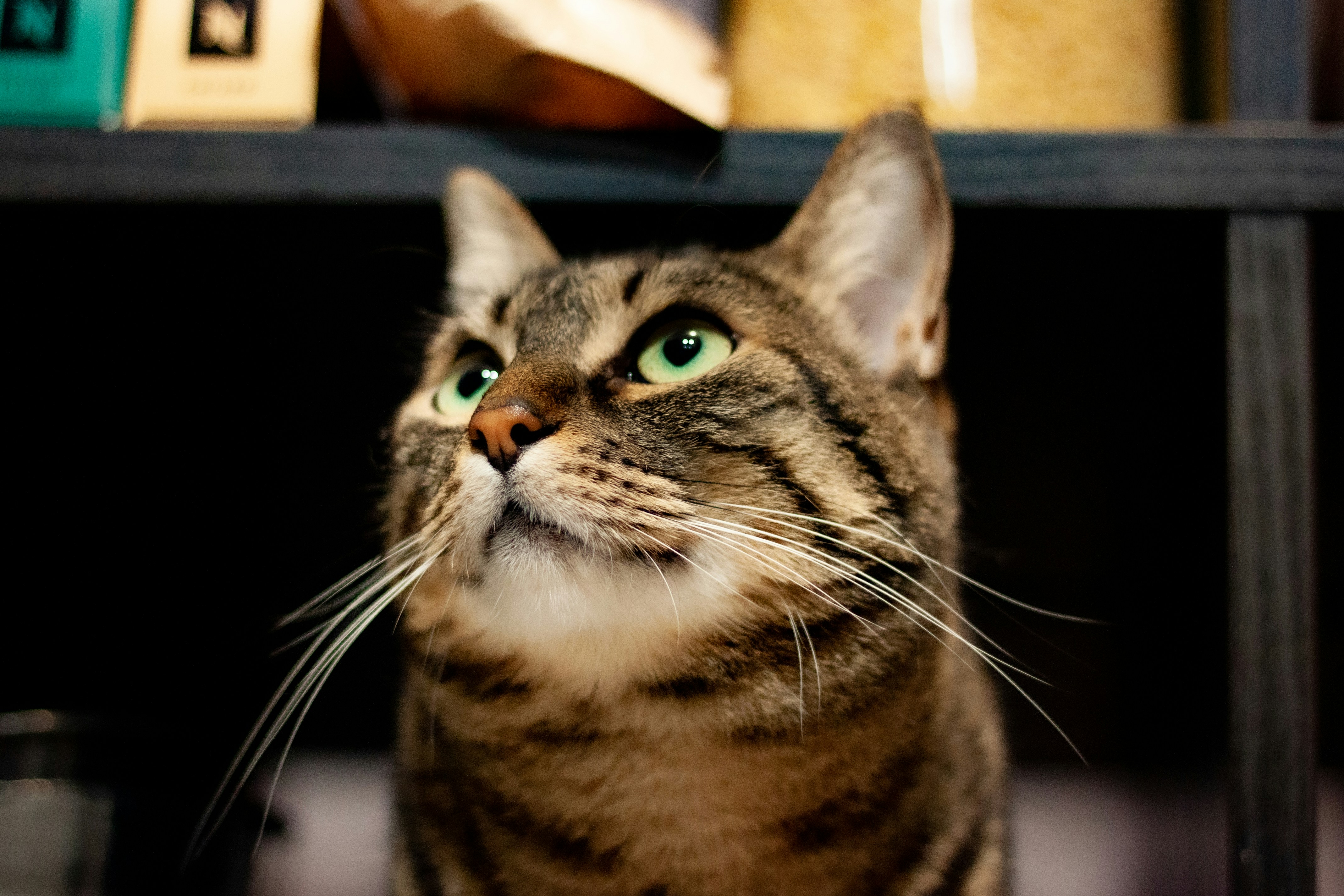 brown tabby cat on brown wooden table