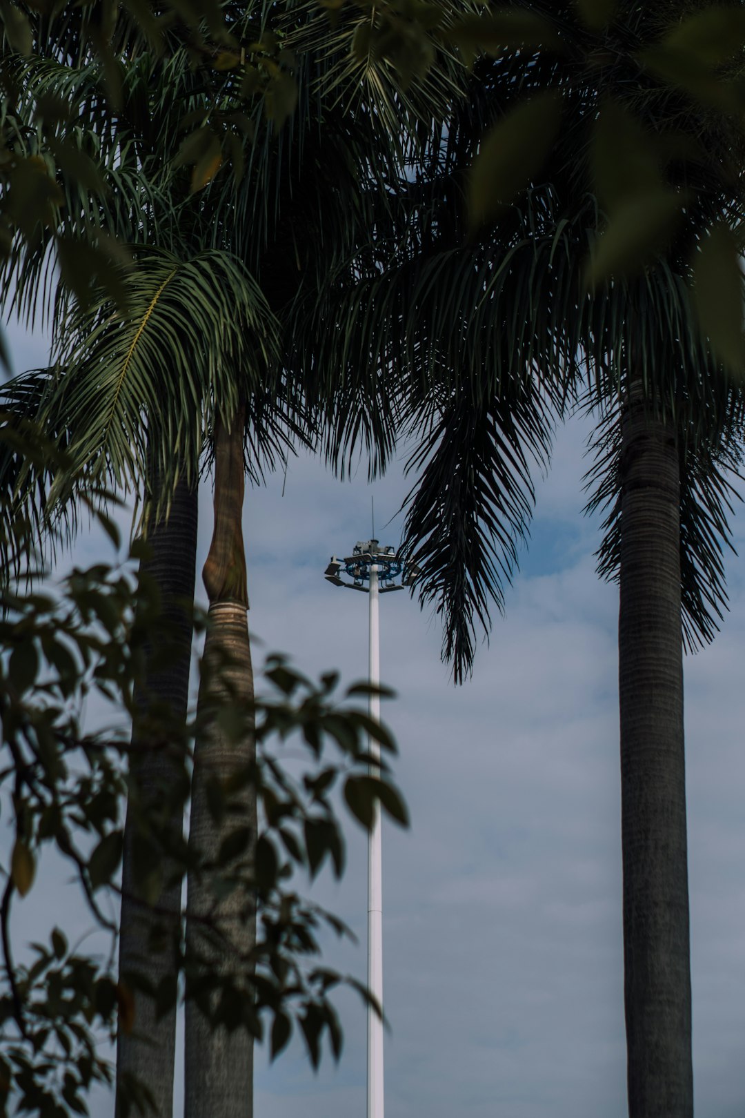 green palm tree under cloudy sky during daytime