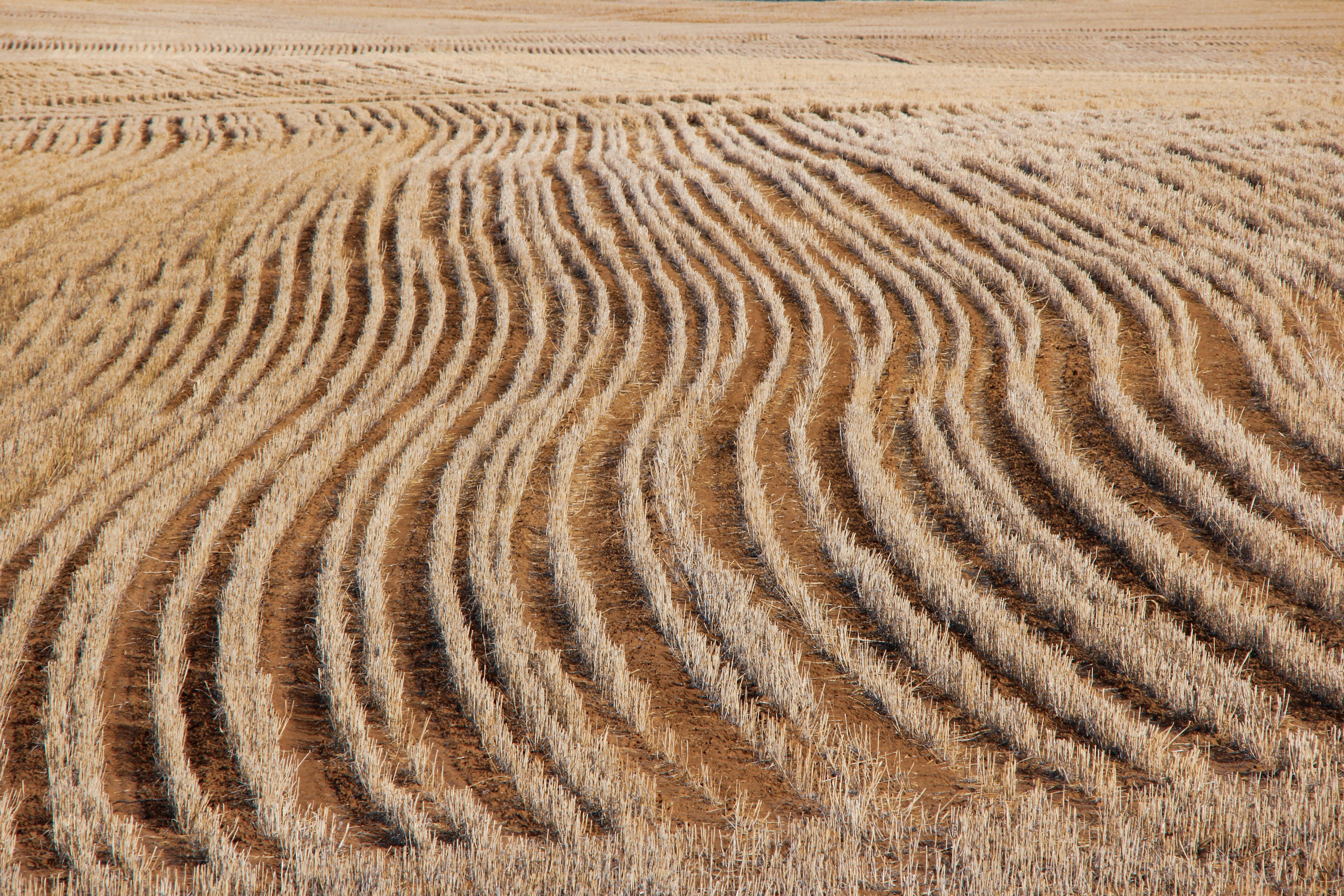 A farm field photo