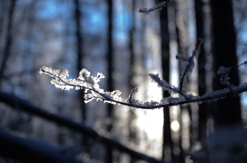 brown tree branch in tilt shift lens