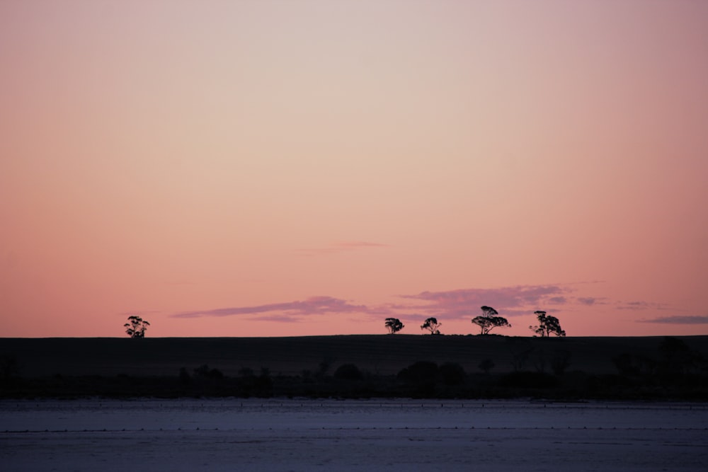 silhouette of trees near body of water during daytime