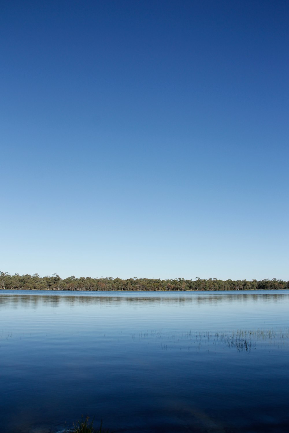 body of water near trees during daytime