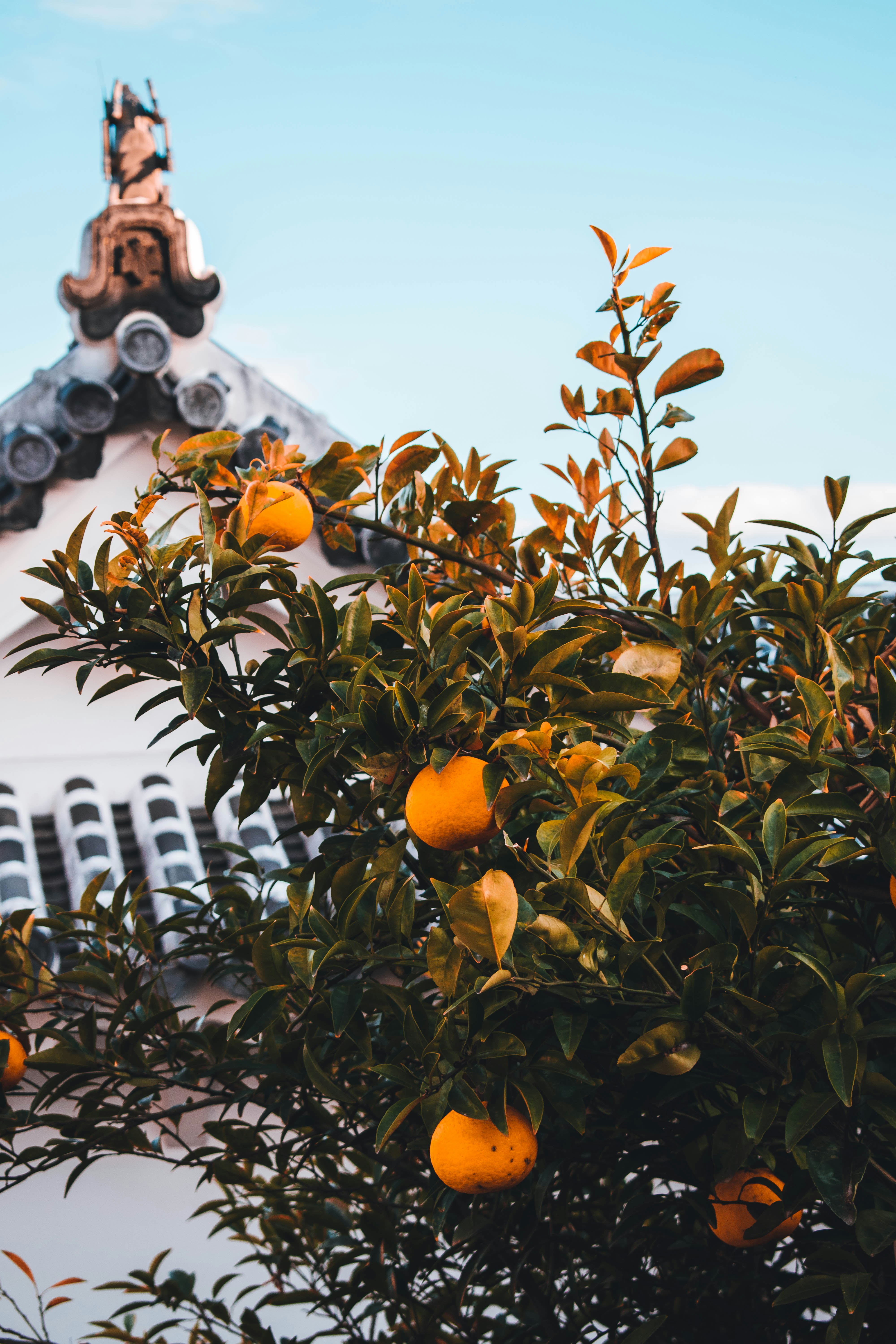 orange fruit on tree during daytime