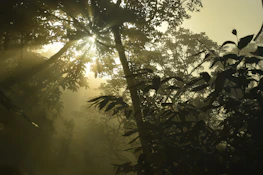Sunlight filtering through leaves illuminating rustic instruments used in Afro-diasporic spiritual rituals.