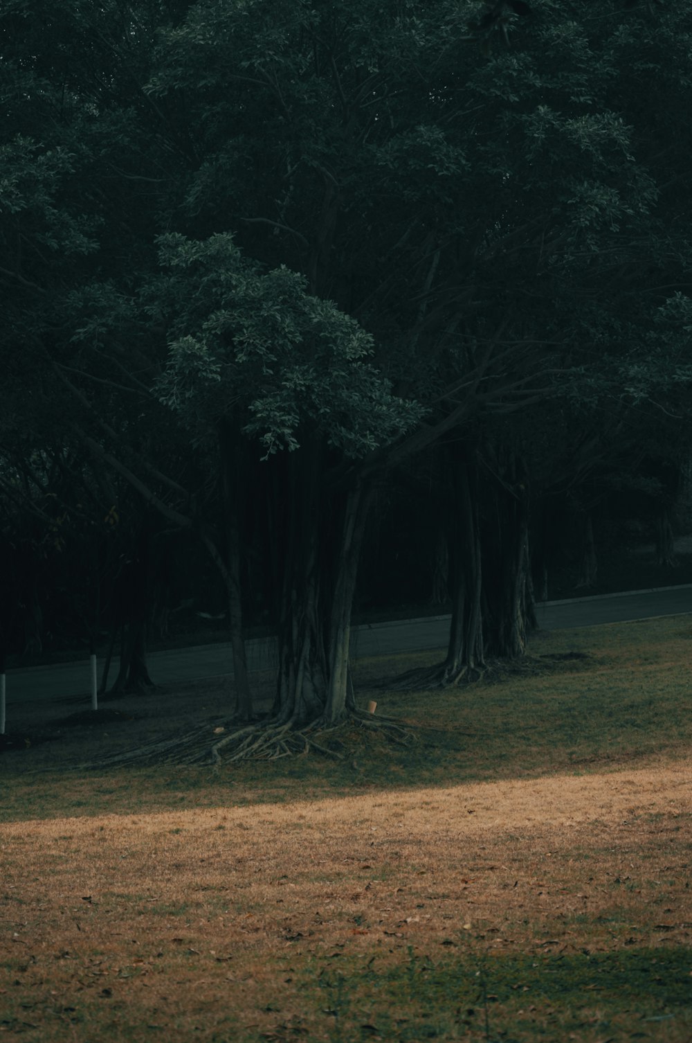 green trees on brown field during daytime