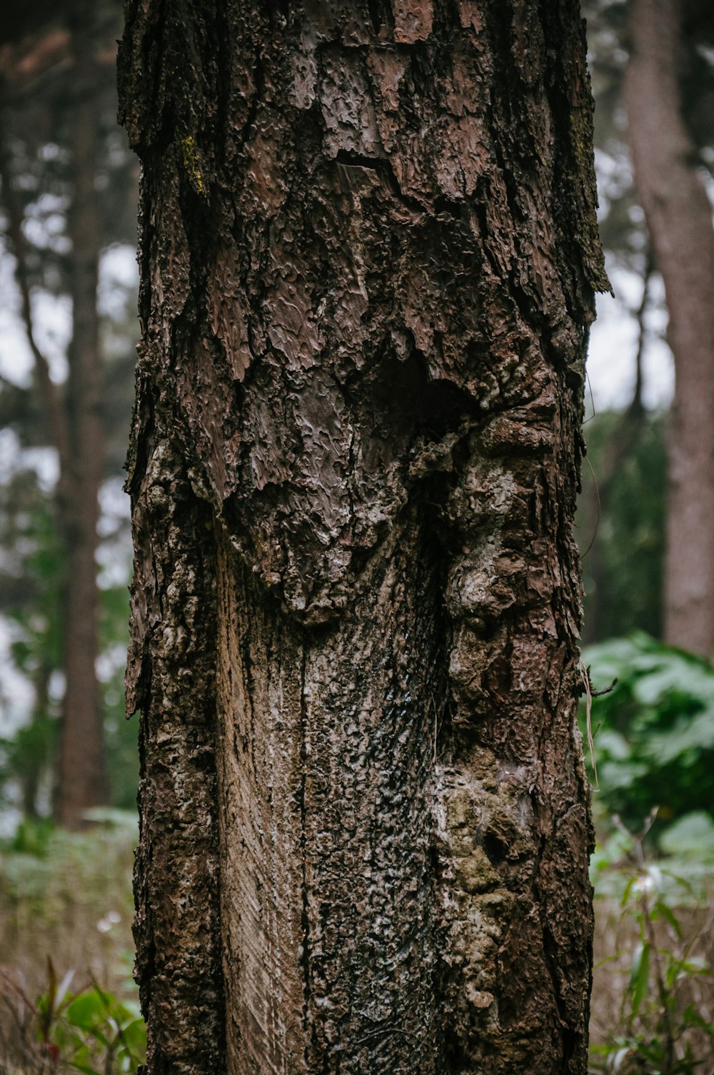 tronc d’arbre brun en gros plan