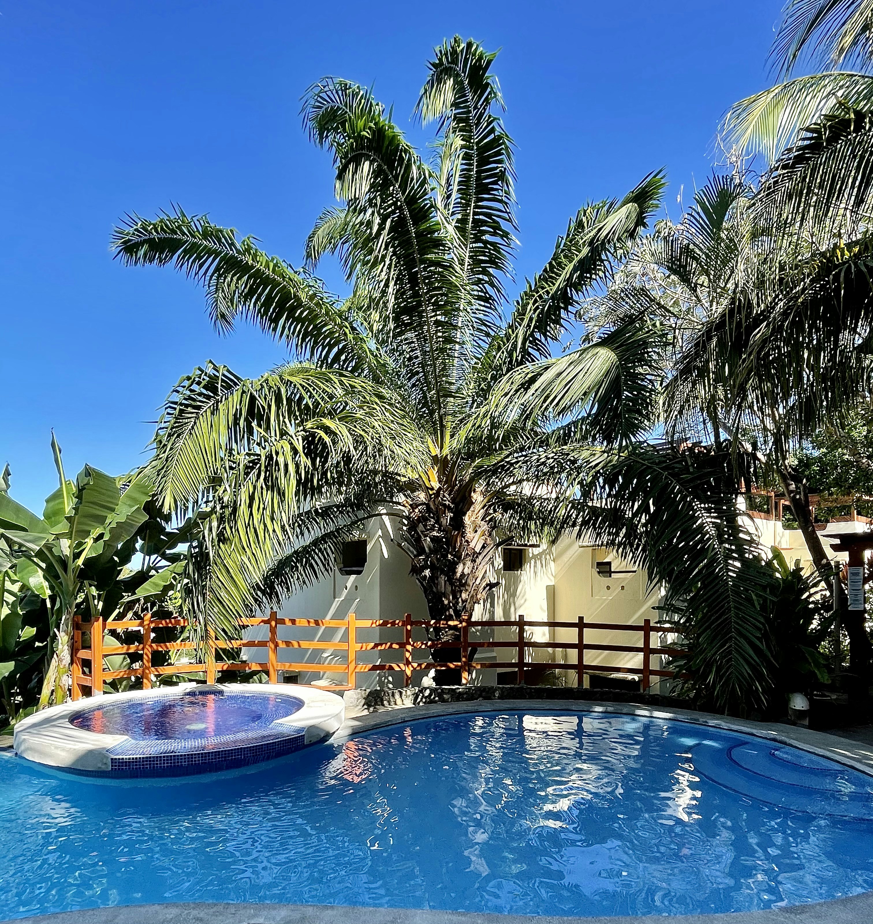 Swimming pool surrounded by palm trees photo – Free Avenida navidad