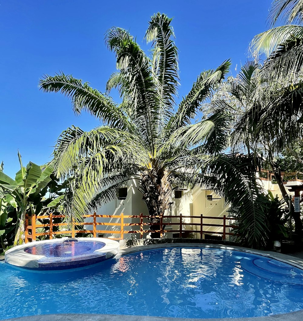 swimming pool surrounded by palm trees