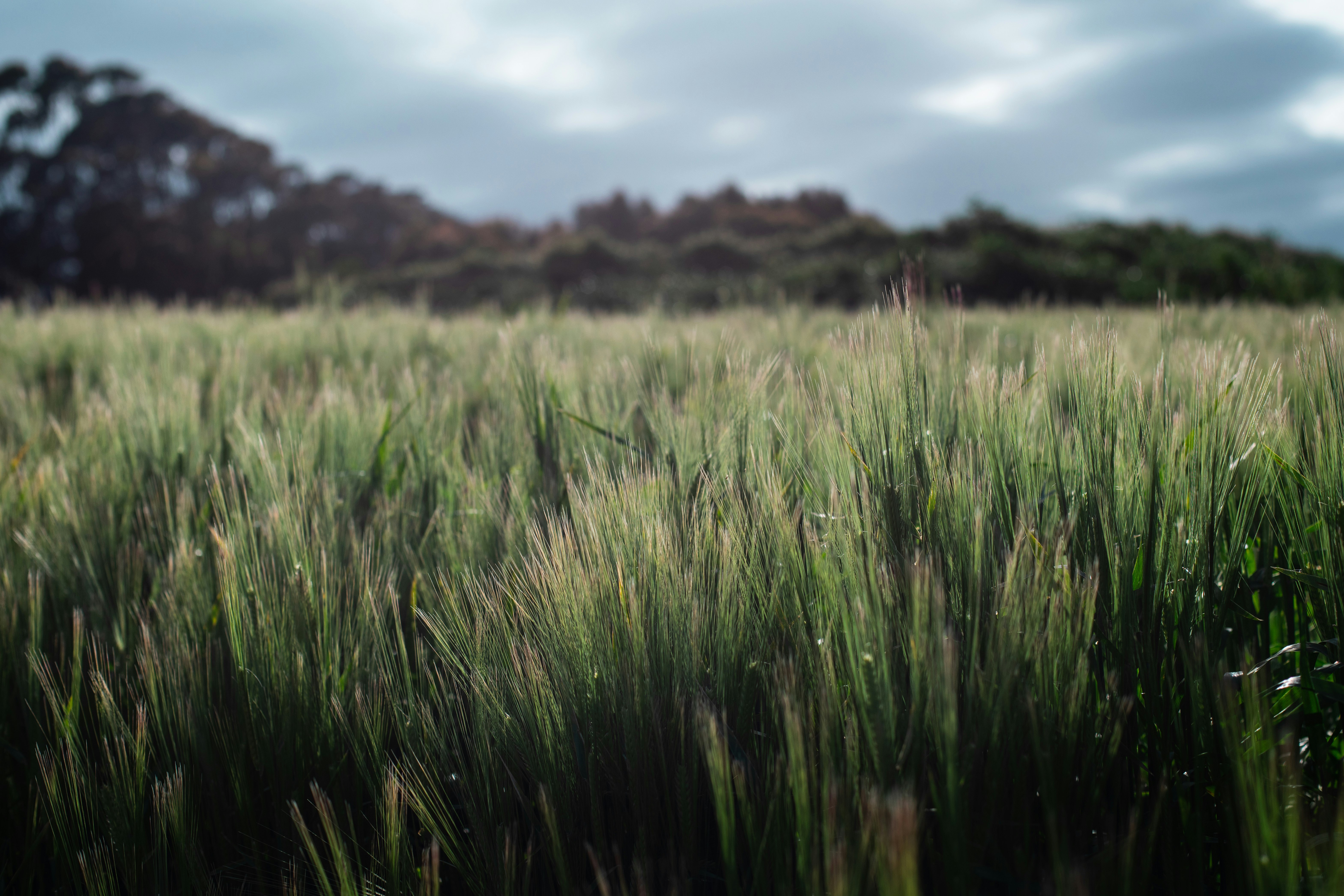 green grass field during daytime