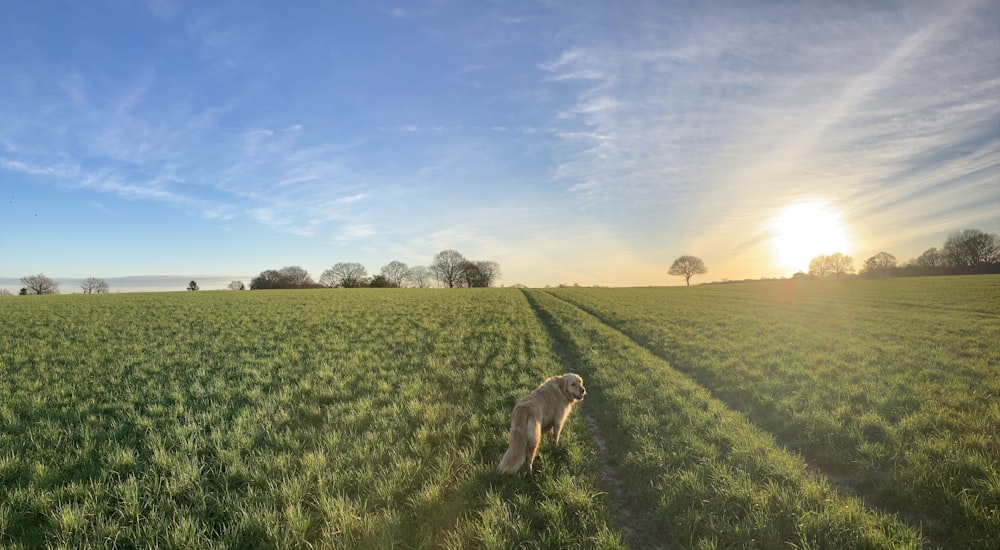 gray and white short coated dog on green grass field during daytime