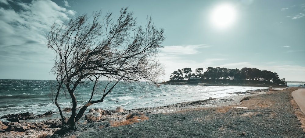 árvores nuas à beira-mar durante o dia