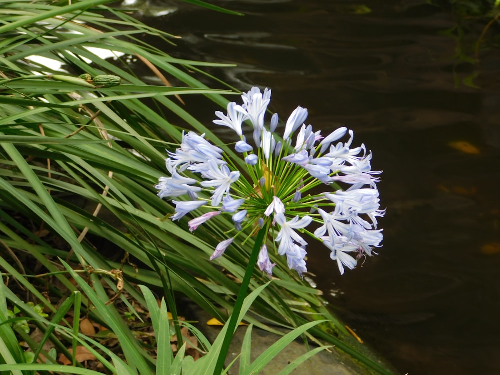 purple and white flower on water