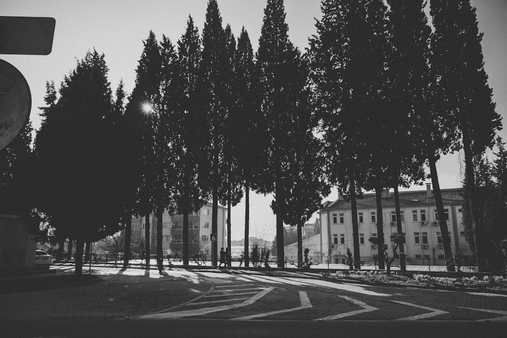 grayscale photo of trees near building