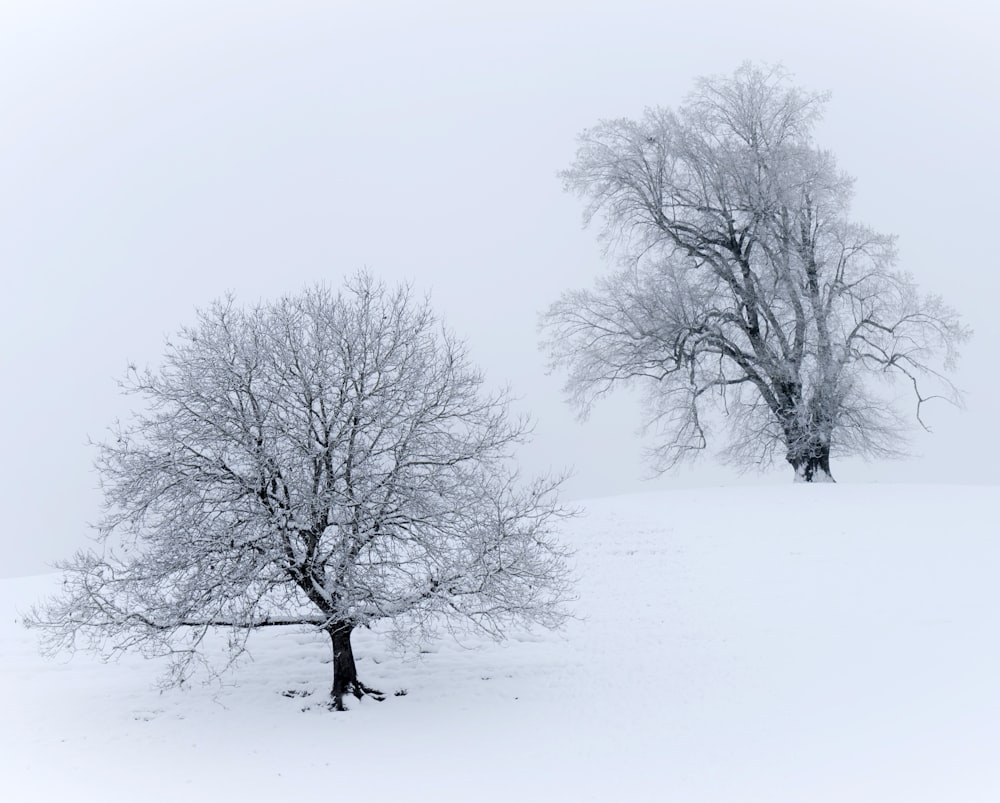 person walking on snow covered ground near bare trees during daytime