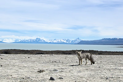 gray and white wolf on gray sand during daytime