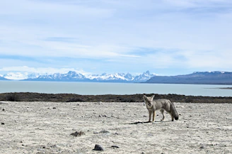 gray and white wolf on gray sand during daytime