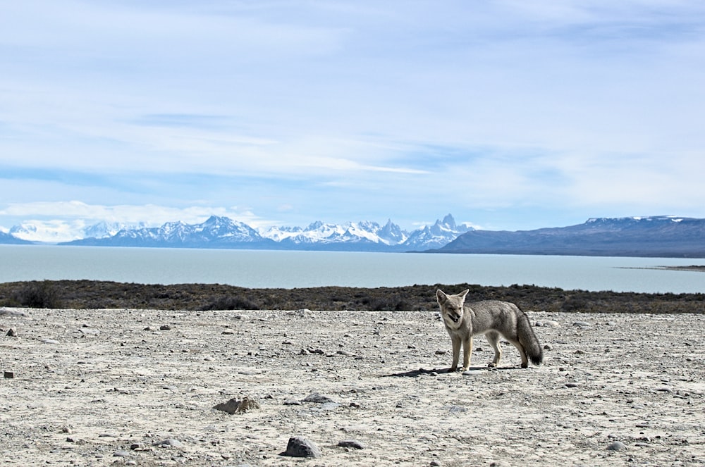 昼間の灰色の砂浜の灰色と白のオオカミ
