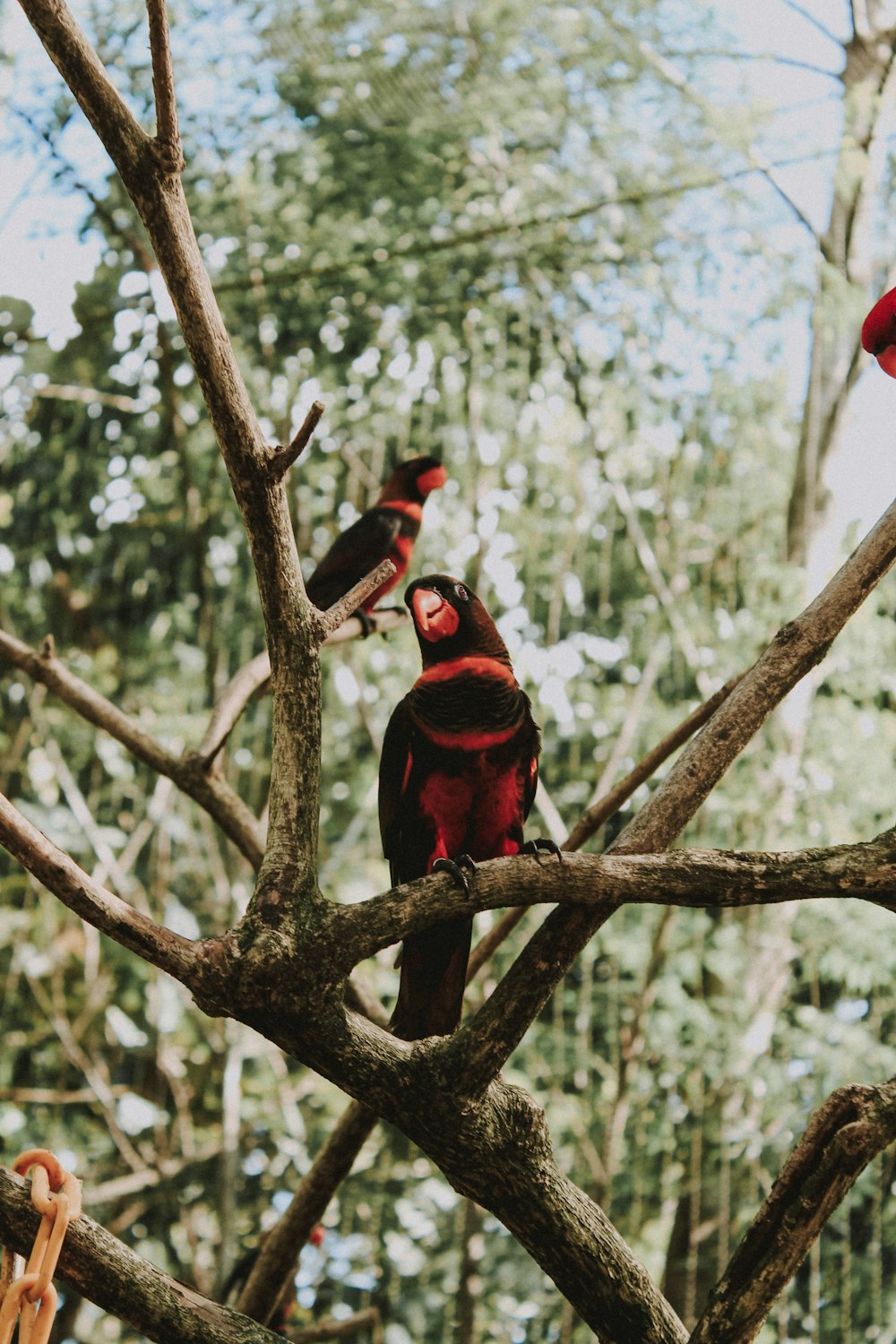 red and black bird on brown tree branch during daytime