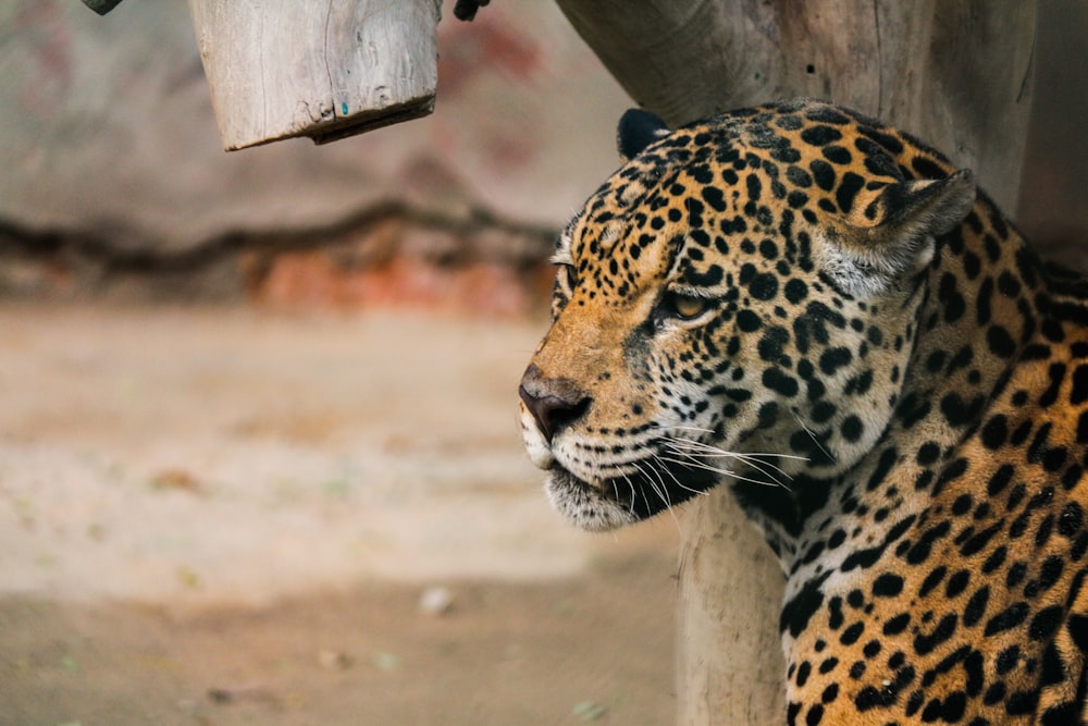 brown and black leopard on brown wooden fence during daytime