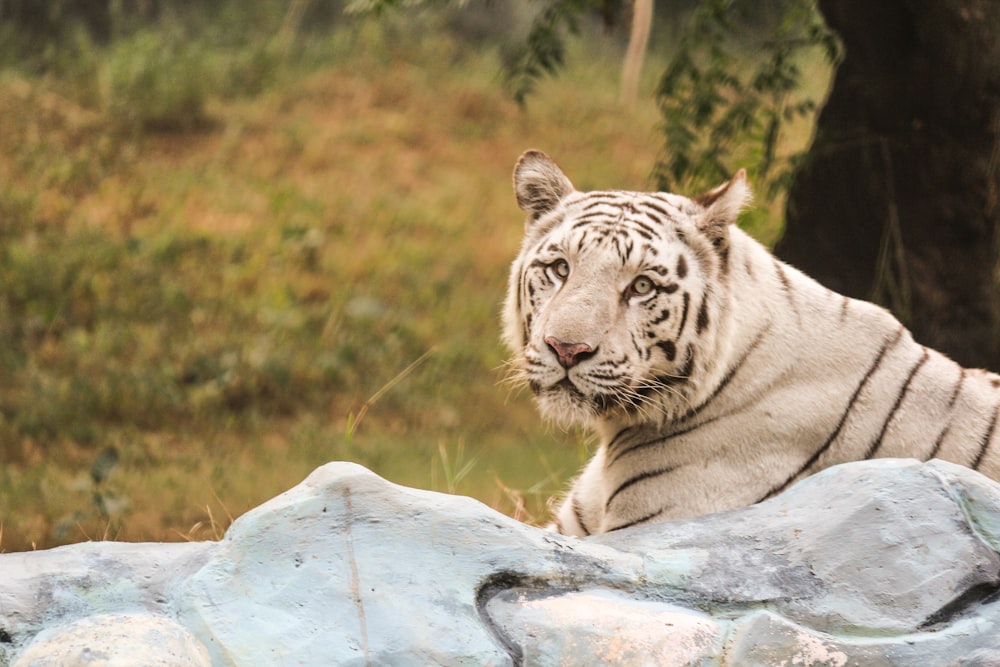 white tiger lying on gray rock during daytime