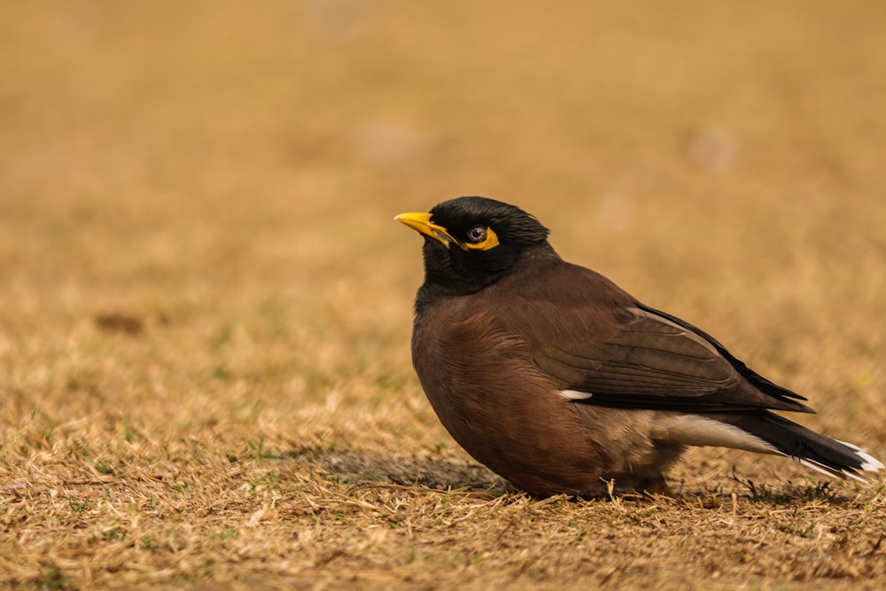 brown and black bird on brown grass during daytime