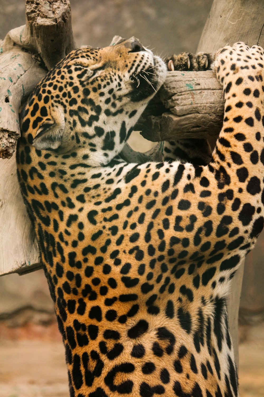 brown and black leopard lying on brown wooden surface