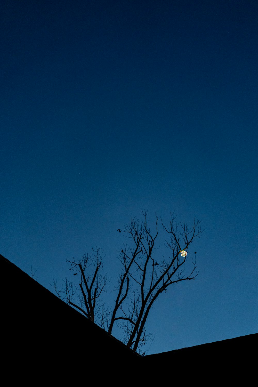 Árbol desnudo bajo el cielo azul durante el día