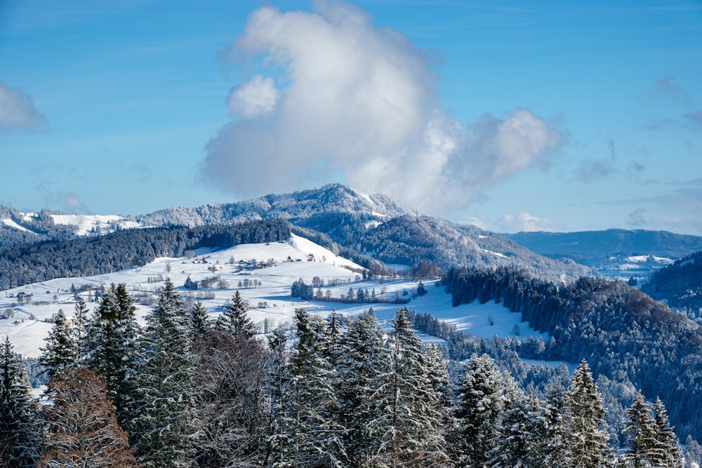 green pine trees near snow covered mountain under blue sky during daytime