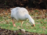 A white goose is grazing on a grassy field scattered with fallen leaves.