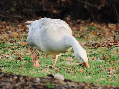 A white goose is grazing on a grassy field scattered with fallen leaves.