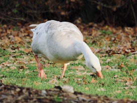 A white goose is grazing on a grassy field scattered with fallen leaves.