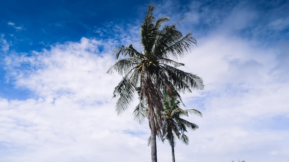 green palm tree under blue sky during daytime