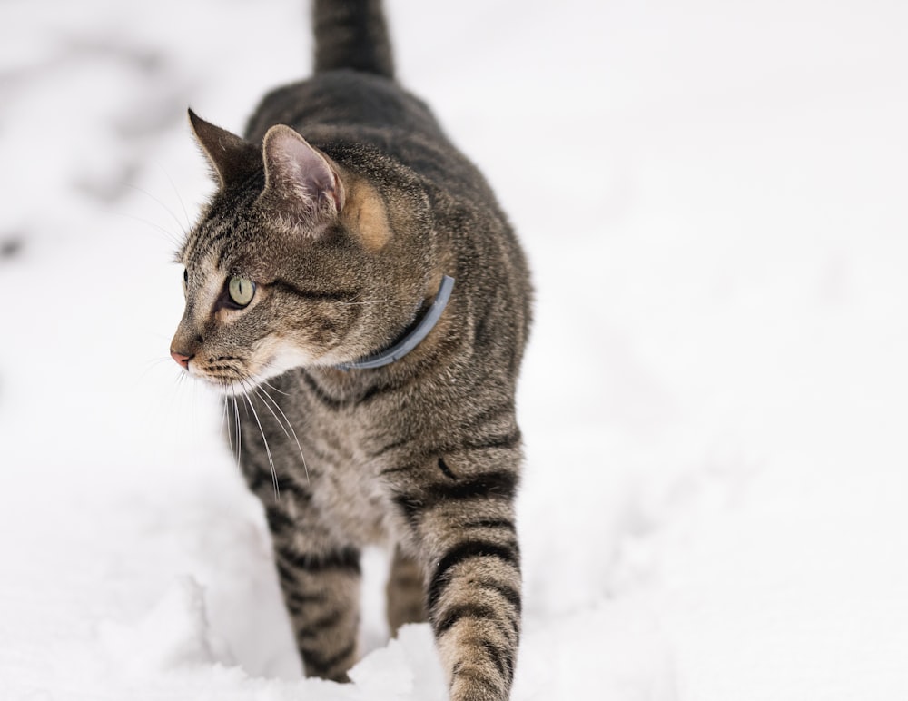 雪に覆われた地面に茶色のぶち猫