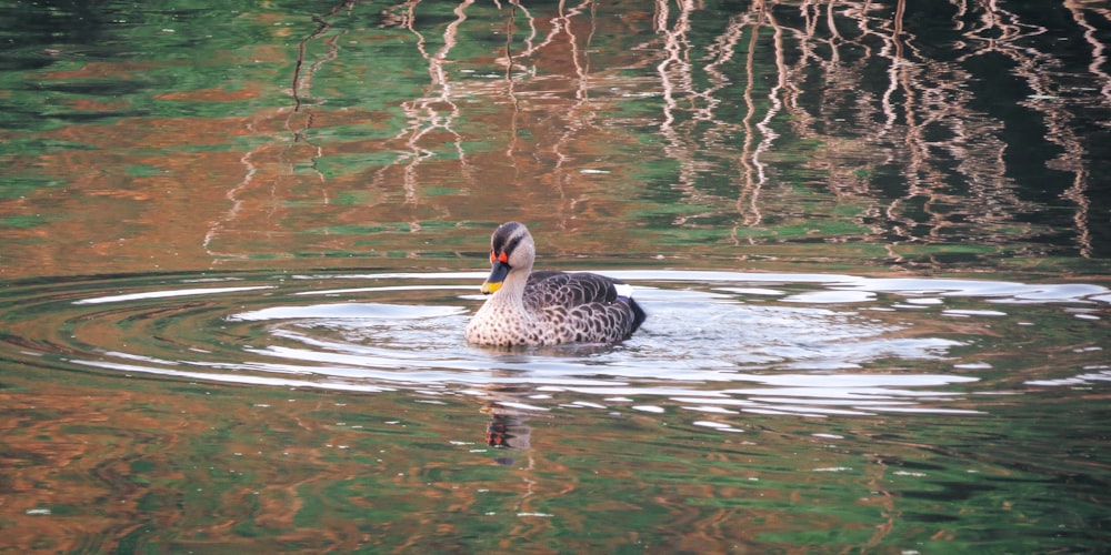 2 brown and black duck on water during daytime