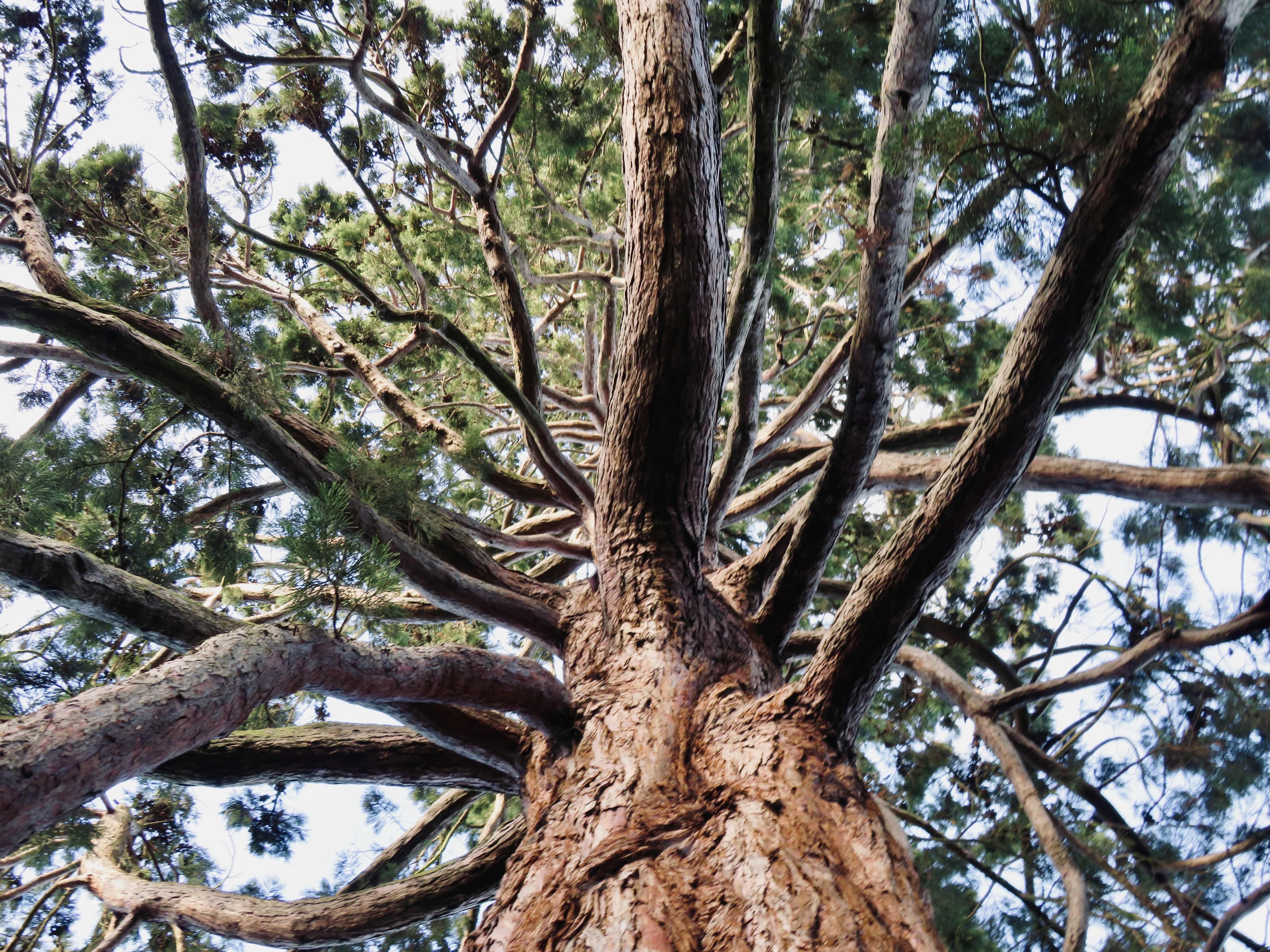Ayrışmanın avantajları📌