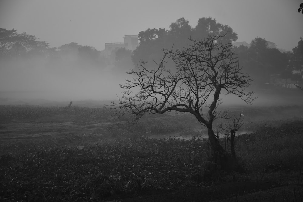 albero spoglio sul campo