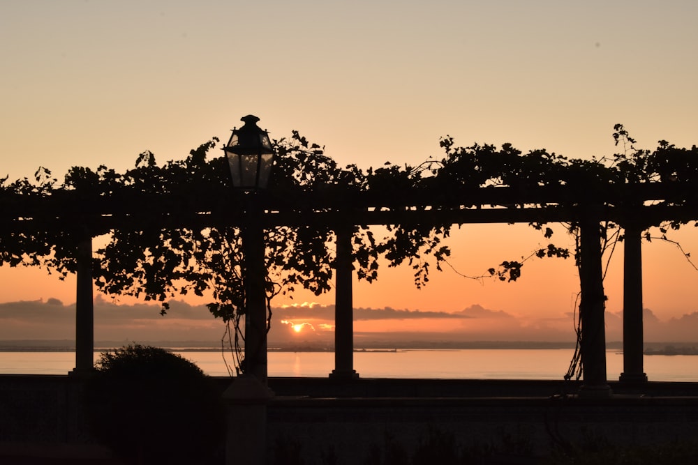 silhouette of tree during sunset