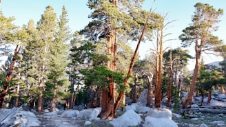green and brown trees on snow covered ground during daytime