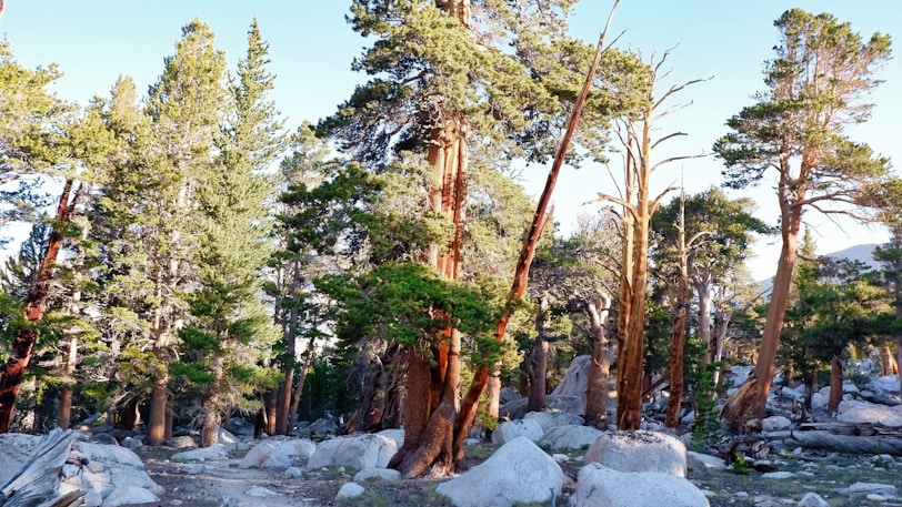 green and brown trees on snow covered ground during daytime