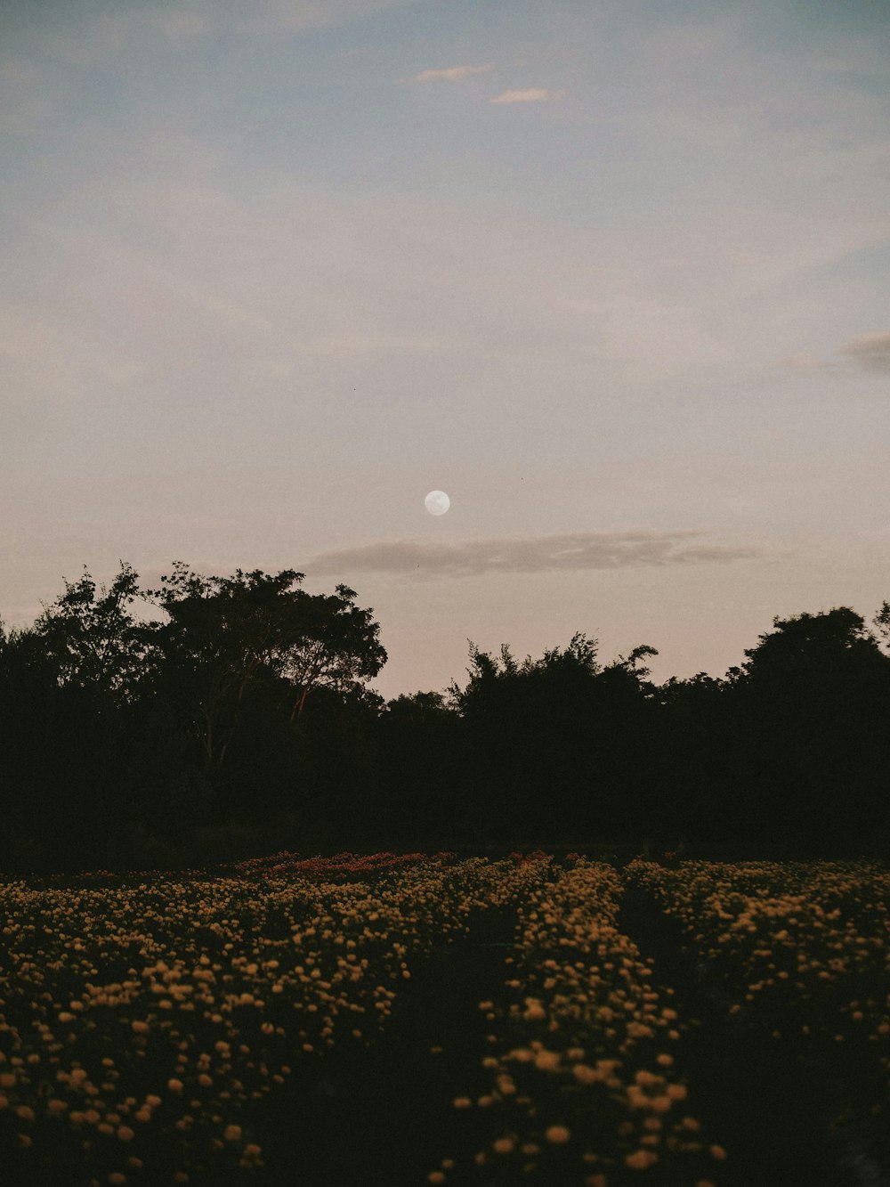 full moon over green trees