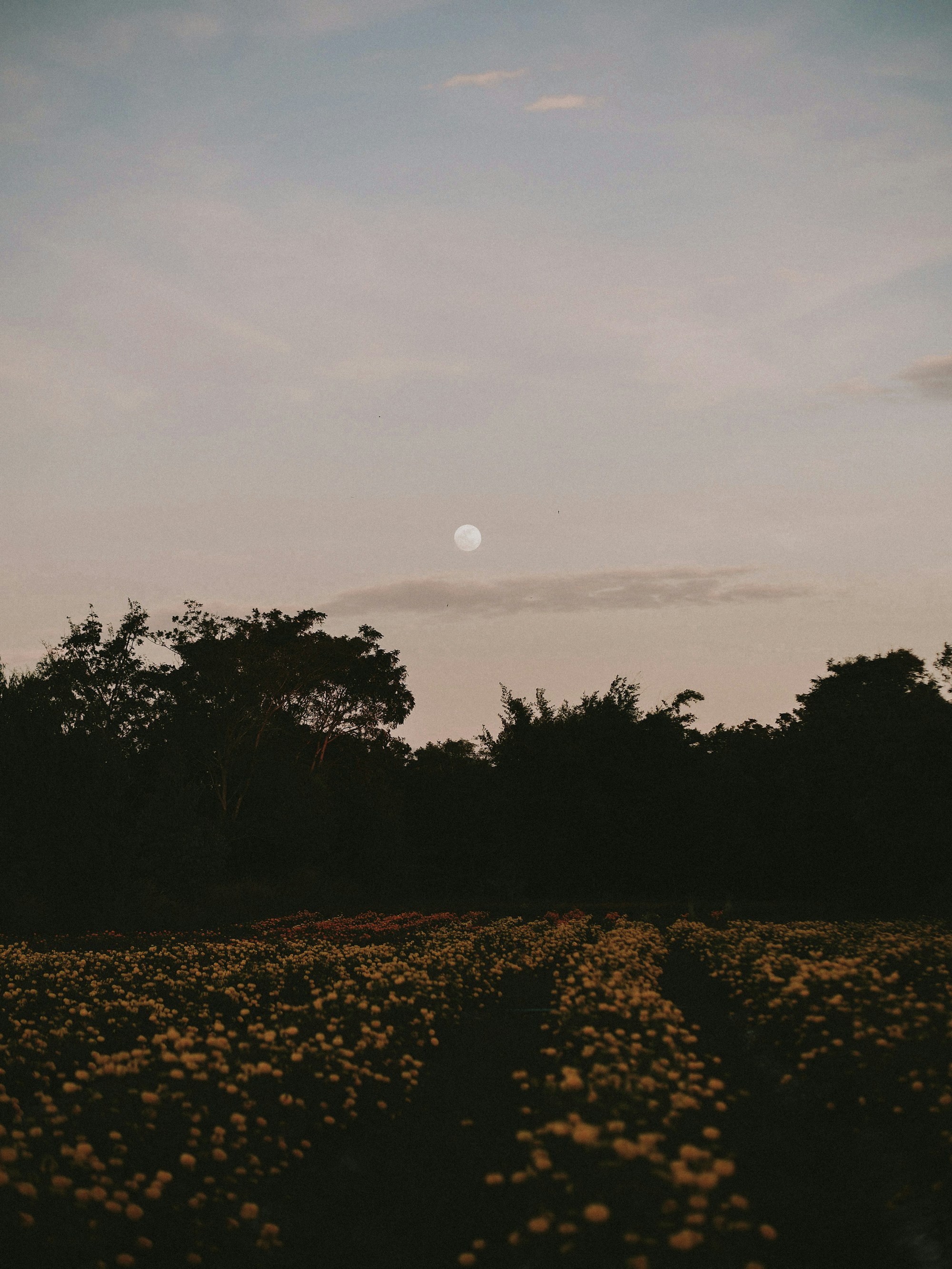 Yasothon Weather Guide: Best Months to Visit
