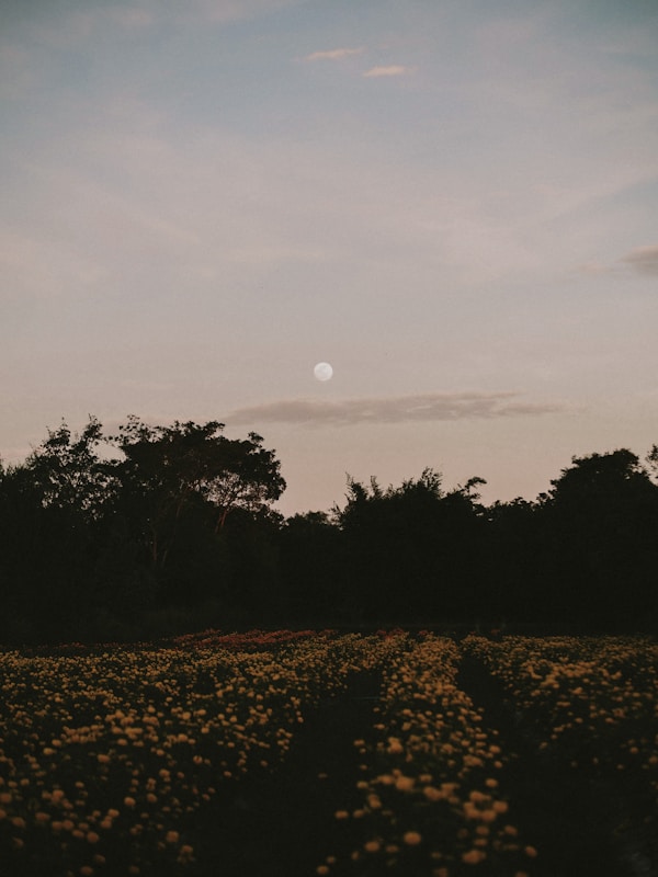 Yasothon Weather Guide: Best Months to Visit