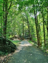 pathway between trees during daytime
