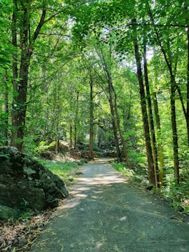 pathway between trees during daytime