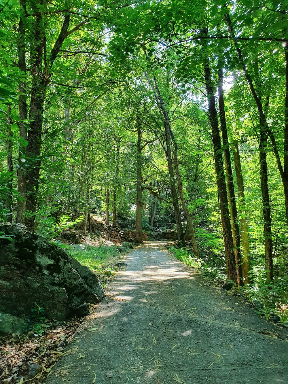 Camino entre árboles durante el día